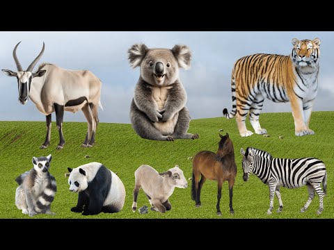 Distinguishing Farm Animals: Antelope, Tiger, Raccoon, Sheep, Horse, Zebra - Farm Animal Sounds