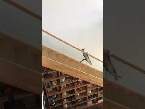 Funny Pets | 2024๐ Funny Dogs And Funny Cats Videos ๐ฑ ๐ ๐ #161