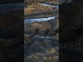 Wildlife Photography in San Luis Valley