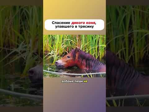 Спасение дикого коня,упавшего в трясину👍