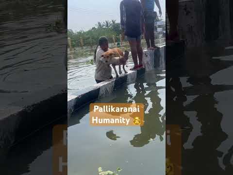 #Chennai flood humanity moment #Pallikaranai #Michaung #Humanity moment #Watch this #Chennai Flood