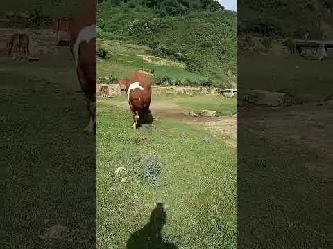 DOĞADAKİ İNEK VE BOĞA BİRLİKDELER