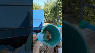 Discarding used mushroom substrate 🍄