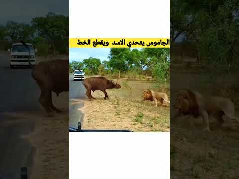 مغامرت الاسد الخفيه نهايه غير متوقعه#shaorts