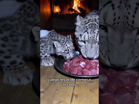 Esta Leopardo De Las Nieves Salvó a Su Cría