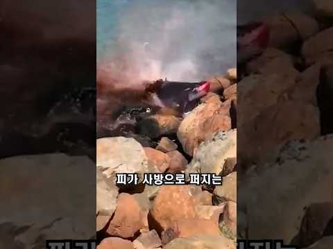 희귀종 꼬마향고래의 생존법#shorts