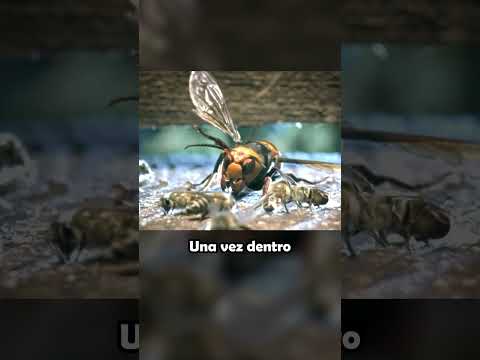 Las Abejas Japonesas Vs Avispón Gigante #SHORTS