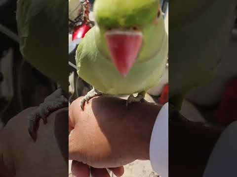 Mummy Mujy Bukhar Ho Gaya #parrot #birds #parrotvideo #talkingbird #talkingparrot #pets #shazvlogs92