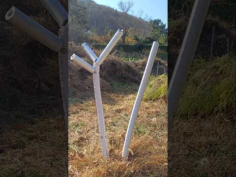 무화과 나무 월동 준비 #겨울나기 #보온 #주말농장