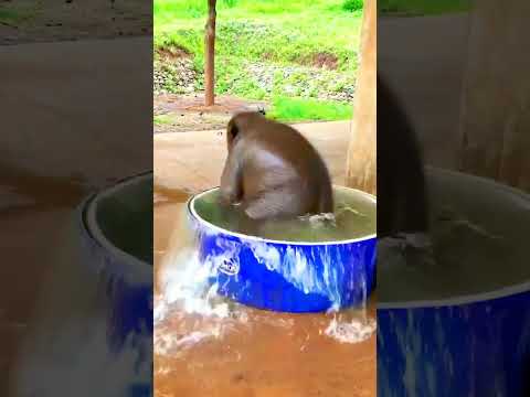 ELEPHANT COMEDY PART 9🤣🤣#aneesfamilyvlogs #elephant #comedy #funny #trendingshorts #viralshort #like