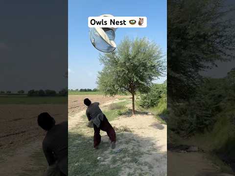 Owls Nest Hunting 🪺🦉 #humor #birds#owls