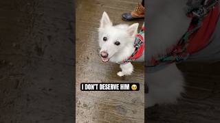I won the #dog lottery 😍 #americaneskimodog #dogs #pets #dogshorts #doglove #fyp #viral