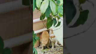 Funny cats