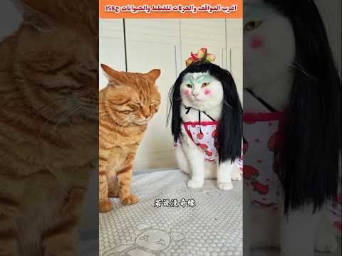 اغرب المواقف والحركات للقطط والحيوانات ج258💯🐕🐱💥
