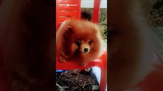 Cute Babe Pom Enjoying #shorts