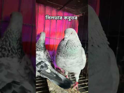 āĻŦā§āϏā§āĻ āĻā§āϝāĻŧāĻžāϞāĻŋāĻāĻŋāϰ āĻāĻŋāĻā§ āϏāĻŋāϞāĻāĻžāϰ āĻāĻŦā§āϤāϰ | āĻāĻŦā§āϤāϰā§āϰ āĻāĻŋāĻĄāĻŋāĻ | āĻāĻŦā§āϤāϰ āĻĒā§āϰā§āĻŽāĻŋ | #shorts #viral #mainpigeonloft