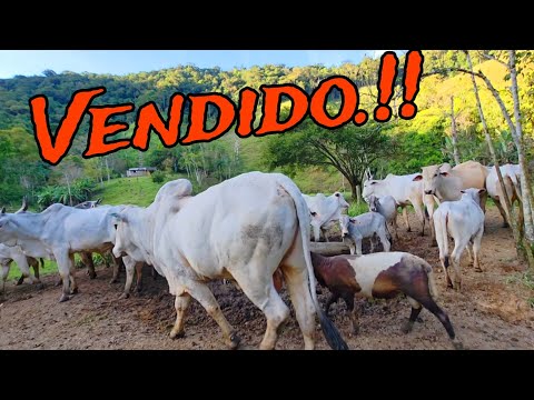 NÃO DA MAIS PRA SEGURAR , RESOLVI VENDER.!!