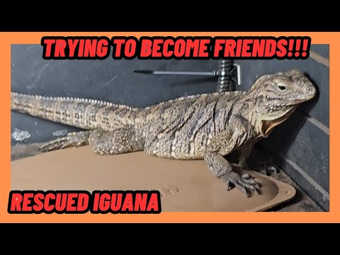 Abused! Cuban Rock Iguana RESCUE Day 2 Trying To Build Friendship!