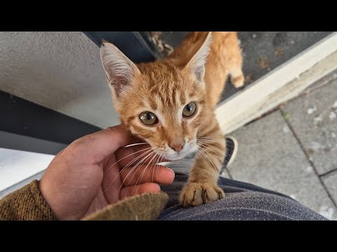 The Little Street Cat is very hungry.