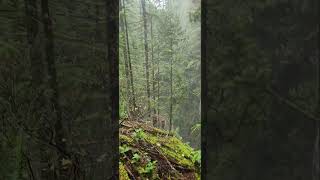 Lynn Canyon Park- Waterfall, Nov 2025