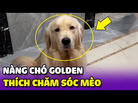 Nàng CHÓ GOLDEN thích CHĂM SÓC mèo con 🥰