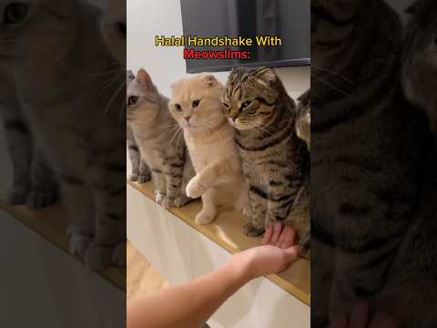 Halal Handshake With Meowslims 🥲😂... #subscribe #like #cute #catlovers #memes #meow #funnyshorts