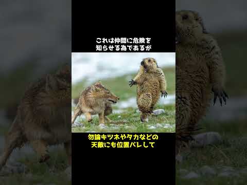 マーモットの悲しい末路、、 #マーモット #かわいい #マーモット村 #動物 #雑学 #豆知識 #shorts