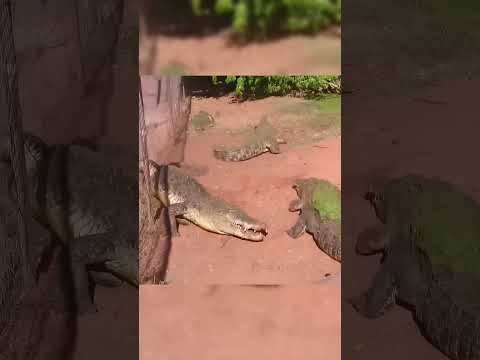 Timsahlar Neden Kapibaralara Saldırmıyor? 🤔🐊