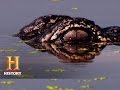Alligator Behavior and Adaptations