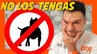 LAS 7 RAZAS DE PERRO QUE NO DEBES ELEGIR (y por qué 🤔) Educación Canina 🐾
