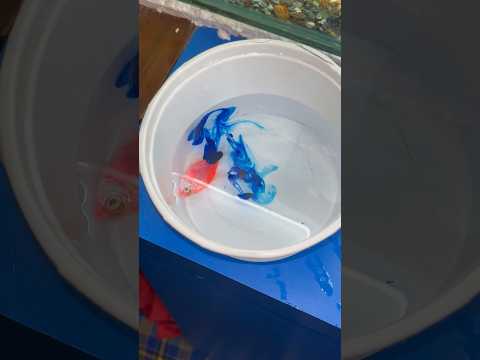 colour widow FISH ka treatment krdiya #colourwidow #petsfish #petsvlog #aquaticpets #aquarium