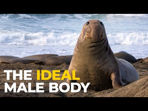 The Insane Biology of: The Elephant Seal