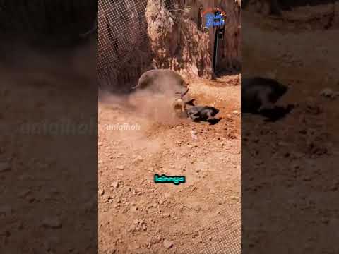 cara kerja tim anjing pemburu