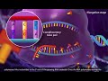 Exploring DNA Transcription and Translation