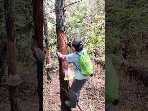 Collecting Pine Resin For Medicinal and Practical Uses #farmingtech @HappyFarm85