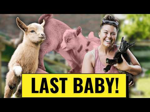 This Is The Last Baby Goat We're Having!