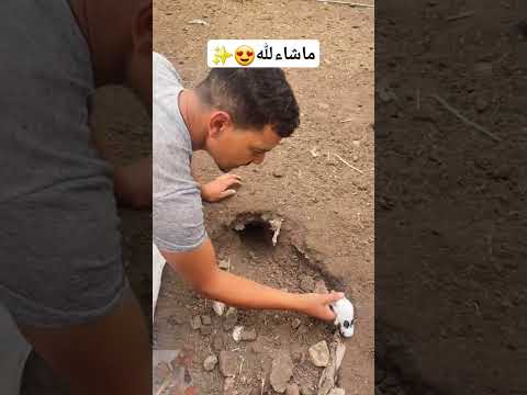 ماشاء لله سبحان لله الخالق 😍✨️#الأرانب #أرنب #الحيوانات_الأليفة #المغرب2024 #الفلاحة #marocaine