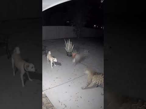 Animales héroes que salvaron vidas humanas 🦮✨