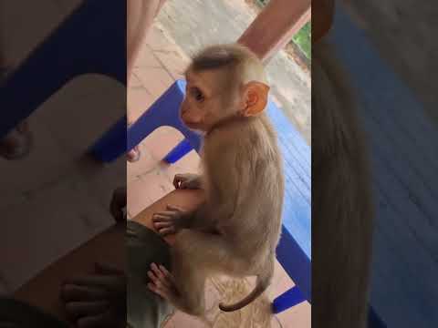 Babi monkey's period has come☺️🥰🤣 #babi #monkey #cute #monkeymonkey #shortvideo