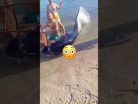 No way ๐ Sub for Part 2๐ฅ #Fishing #shorts #fish #outdoors #ocean #boat #boats #wild #tuna #fyp