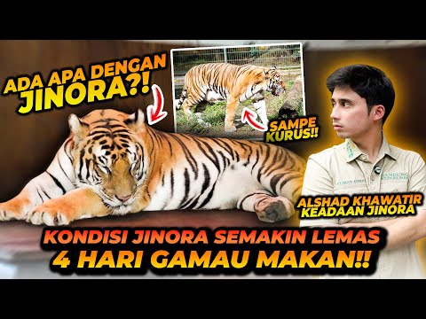 KONDISI JINORA LEMAS DAN GAMAU MAKAN, DOAKAN CEPET SEMBUH YA GUYS🙏