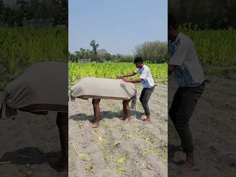 Cows and people