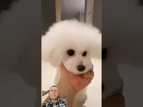 Dogdog dog lover #asmr dog #dog #pets #puppy #cute #doglife #funny #dogshorts #viral #shorts