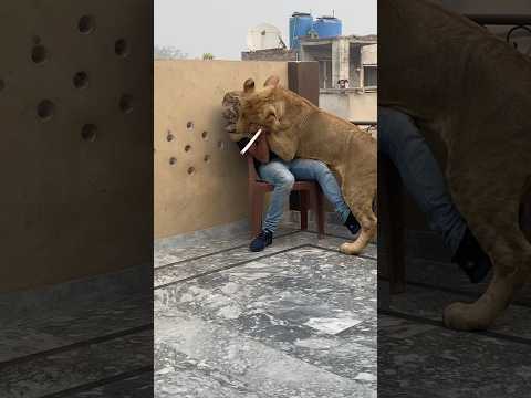 Episode 726: Simba attack on my face 🥺🦁