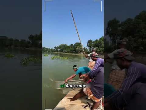 Thả lưới khổng lồ nhưng chỉ toàn cá nhỏ #shorts