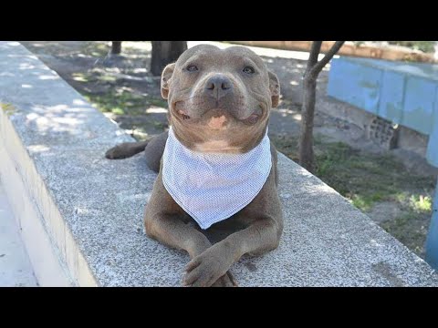 These Dog's Moments Is Funnier Than Any Comedy, Don’t Miss It!