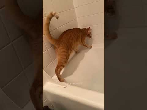 Funny Pets | 2024😂 Funny Dogs And Funny Cats Videos 🐱 🐕 😄 #90