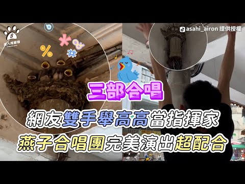 【網友雙手舉高高當指揮家 燕子合唱團完美演出超配合】｜TikTok / asahi_airon｜@sundayright