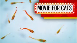 Movie for cats - Catching baby fish (Video for Cats to watch)