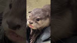 Asian small-clawed otters 🦦❤️